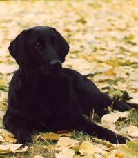 Flat coated retriever