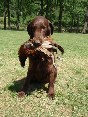 Flat coated retriever